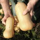 Illustration for article titled Saturday Night Social: What Do I Do With All These Gourds